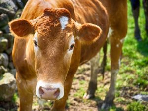 EDITIA 2017 A PARADEI TAURILOR Stiri agricole