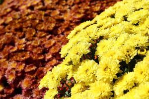 CERERE RECORD DE FLORI PENTRU 1 NOIEMBRIE, ÎN CLUJ Stiri agricole