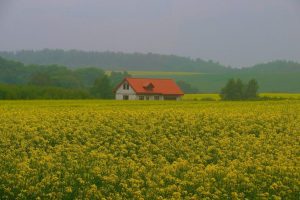 VESTE BUNA PENTRU CULTIVATORII DE RAPITA! METEOROLOGII ANUNTA UN WEEKEND CU PLOI ABUNDENTE Agricultura