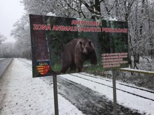 CJ SIBIU AVERTIZEAZA: ATENTIE, URSI! Agricultura