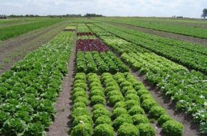 practicile regenerative BIO