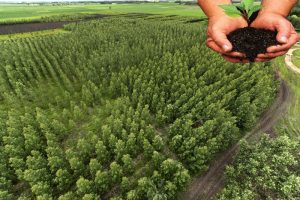 Fermieri, depuneti actele! APIA primeste cererile pentru prima impadurire Stiri agricole