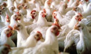 ferma avicolă gripa aviara