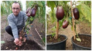 JOS CARTOFII, SUS VINETELE Agricultura