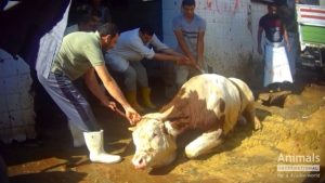 EXPORTUL DE ANIMALE VII RAMANE UN SUBIECT PROBLEMATIC PENTRU ROMANIA Agricultura