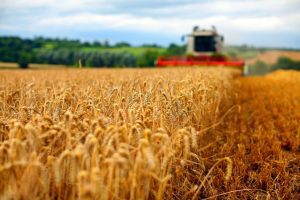 EUROSTAT PLASEAZA ROMANIA PE LOCUL 5 LA PRODUCTIA DE CEREALE Agricultura
