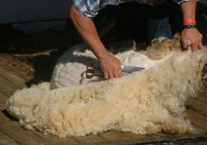 DAEA: PESTE 32.000 DE CRESCATORI DE OVINE S-AU INSCRIS IN PROGRAMUL PENTRU VALORIFICAREA LANII Agricultura