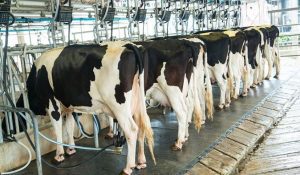 creștere a animalelor pentru carne