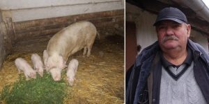 EXEMPLU DE AFACERE CU PORCI A UNUI TIMISAN Subventii