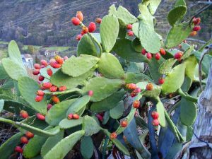 CACTUSUL -SUPERALIMENTUL ANULUI 2018 Afaceri