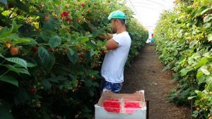 MIGRATIA FORTEI DE MUNCA SUB TENTATIE PERMANENTA Subventii