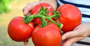 PROGRAMUL DE SPRIJIN PENTRU CULTIVATORII DE TOMATE CONTINUA SI IN 2018 Evenimente