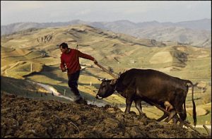 FAO: AGRICULTORII SARACI NU TREBUIE IMPINSI SPRE FALIMENT DE MARILE COMPANII Agricultura europeană