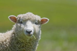 PRESEDINTELE PRO-OVIS: E GREU SA INVETI POPORUL ROMAN SA MANANCE CARNE DE OAIE Stiri agricole