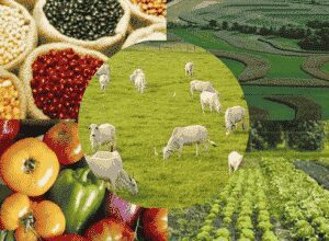VIITORUL SECTORULUI ALIMENTAR SI AL AGRICULTURII IN CONSULTARI CU PRINCIPALII PARTENERI AI MADR Stiri agricole