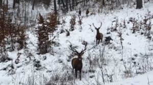 INTALNIRI HIBERNALE MAI PUTIN OBISNUITE (VIDEO) Alimentatie-retete