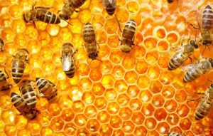 COMISIA EUROPEANA PENTRU AGRICULTURA FACE EFORTURI PENTRU SPRIJINIREA APICULTURII Agricultura europeană