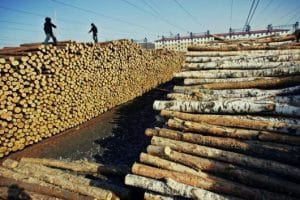 hoții de lemne, exportul de buștean