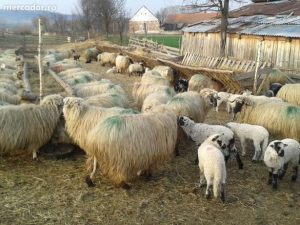 MADR CONTINUA DERULAREA SUBVENTIILOR IN PROGRAMUL PENTRU LANA Comunicate