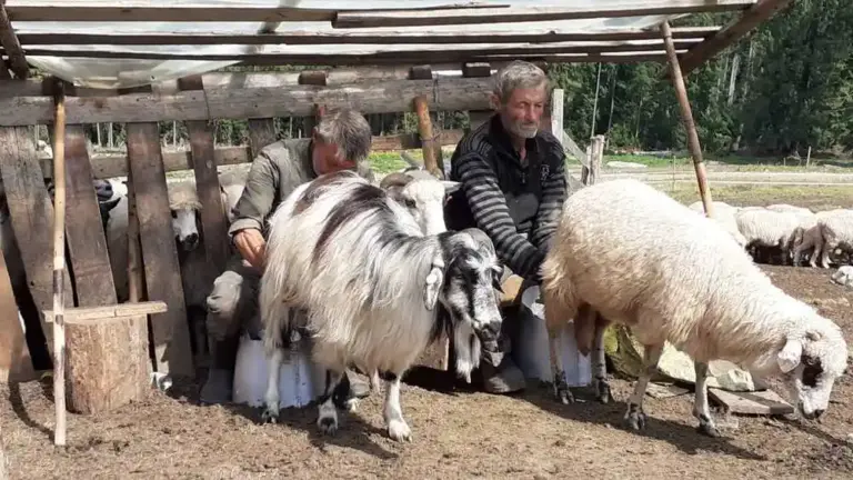 ovine, caprine