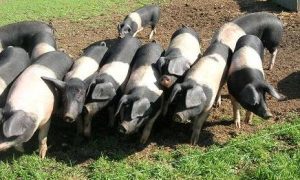 porci
