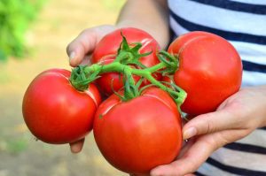 NU MAI STIM SA PRODUCEM ROSII? PENTRU 2018 SUNT PREVAZUTE AJUTOARE DE 3000 EURO/BENEFICIAR/AN Alimentatie-retete