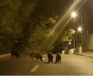 DUPA URSI, AU APARUT SI MISTRETII IN BRASOV Stiri agricole