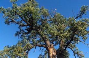 VOTATI STEJARUL SUCEVEAN DIN CAJVANA "ARBORELE EUROPEAN AL ANULUI" Subventii