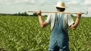 RELITATI TRISTE ALE PROCENTAJULUI LUCRATORILOR DIN AGRICULTURA, IN BISTRITA-NASAUD Subventii
