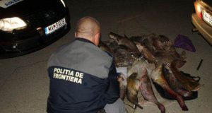 NOI ACTIUNI DESFASURATE DE POLITIE PENTRU PROTEJAREA FONDULUI PISCICOL Viata la tara