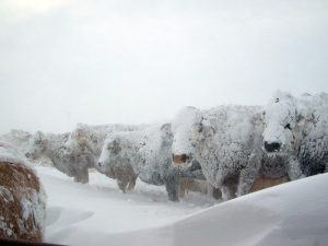 meteo