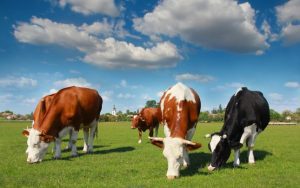 COMUNICAT MADR: DETALII MASURA 11 - AGRICULTURA ECOLOGICA Agricultura europeană