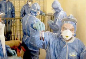 ANSVSA - ACTUALIZAREA SITUATIEI PRIVIND PESTA PORCINA AFRICANA Realitatea Rurala