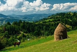 DESI PRODUSELE ECO SUNT PROFITABILE, DETINEM PREA PUTINE SUPRAFETE CERTIFICATE ECOLOGIC Subventii