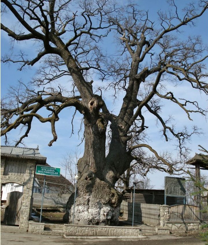VOTATI STEJARUL SUCEVEAN DIN CAJVANA "ARBORELE EUROPEAN AL ANULUI" 1 VOTATI STEJARUL SUCEVEAN DIN CAJVANA "ARBORELE EUROPEAN AL ANULUI" VOTATI STEJARUL SUCEVEAN DIN CAJVANA "ARBORELE EUROPEAN AL ANULUI" Evenimente