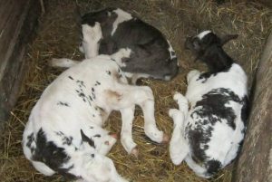 MEDICII VETERINARI AVERTIZEAZA: ”VOM ASISTA LA NISTE INFECTII MEDICAMENTOASE TERIBILE”! Realitatea Rurala