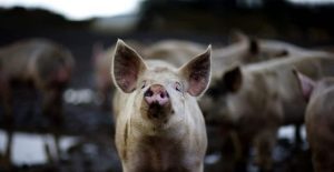 GOSPODARII SUNT DIN CE IN CE MAI PUTIN DORNICI SA CREASCA PORCI Comunicate