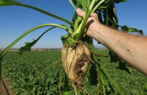 ORDONANTA DE URGENTA PRIVIND MODIFICARI IN PIATA ZAHARULUI Agricultura europeană