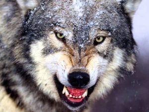 15.000 DE EURO PENTRU DESPAGUBIREA DAUNELOR PRODUSE DE ATACURILE ANIMALELOR SALBATICE Evenimente