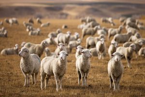Hotii de oi, prinsi de politie! Au furat peste 80 de animale Stiri agricole