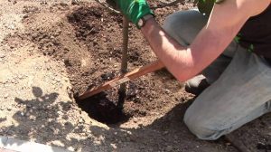 ZECE REGULI PENTRU REUSITA PLANTARII POMILOR FRUCTIFERI Stiri agricole