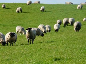AMENAJAMENTELE PASTORALE DEVIN OBLIGATORII DIN 2019 Stiri agricole
