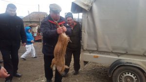 MINISTRUL DAEA VERIFICA LA FATA LOCULUI LIVRARILE DE PURCEI DIN RASELE AUTOHTONE Tehnologii si utilaje