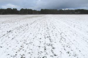 ZAPADA CAZUTA RECENT A SALVAT RAPITA SI GRAUL Tehnologii si utilaje