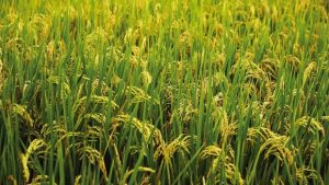 SE PRECONIZEAZA UN AN AGRICOL SLAB. CINE A MIZAT PE OREZ SI RAPITA, E MAI CASTIGAT Uncategorized
