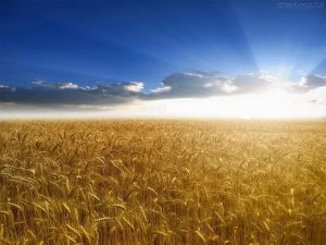BARAGANUL 100% - NU MAI SUNT TERENURI DISPONIBILE PENTRU EXTINDEREA FERMELOR Agricultura europeană