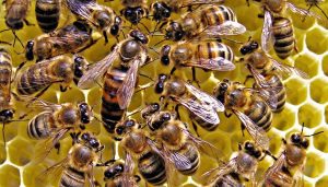 LUCRARI NECESARE IN APICULTURA, IN LUNA APRILIE Agricultura europeană