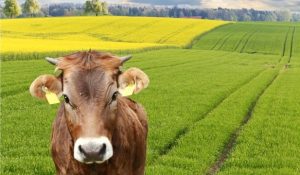 ESTI LA INCEPUT DE DRUM? IATA CATEVA SFATURI PENTRU DEZVOLTAREA UNEI FERME ZOOTEHNICE Afaceri