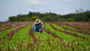 APIA A STABILIT CUANTUMURILE SCHEMELOR DE SPRIJIN CUPLAT IN SECTORUL VEGETAL PENTRU CAMPANIA 2017 Vacante si Calatorii