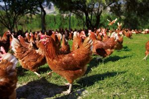 AU FOST APROBATE GHIDURILE SOLICITANTULUI PENTRU MASURA 14 - "BUNASTAREA ANIMALELOR" Comunicate